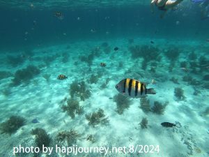 IMG-20240810-WA0008n