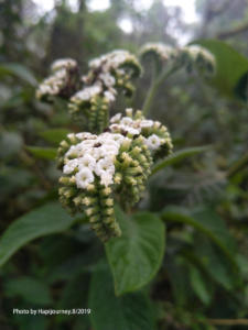 IMG 20190805 065905