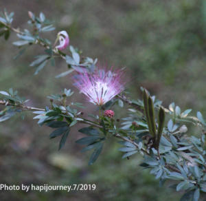 IMG 2084 (1)