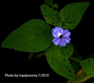 IMG 2209 (1)