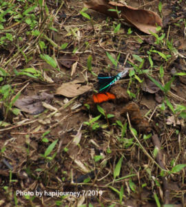 IMG 2254 (1)