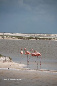 IMG 2347 (1)