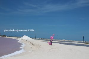 IMG 2355