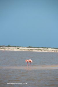 IMG 2364