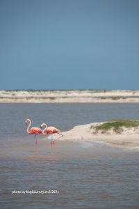 IMG 2366