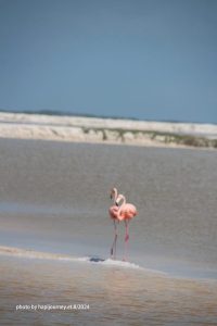 IMG 2370