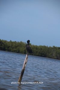 IMG 2375