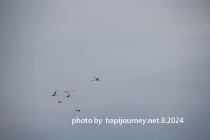 IMG 2390