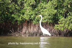 IMG 2391 (1)