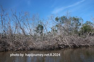 IMG 2423 (1)