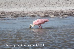 IMG 2440