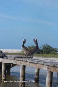 IMG 2443 (1)