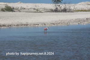 IMG 2452 (1)