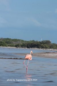 IMG 2455 (1)