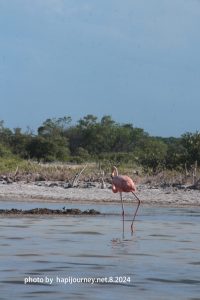 IMG 2460 (1)