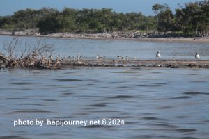 IMG 2462 (1)