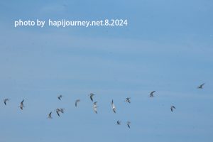 IMG 2463
