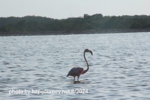 IMG 2471 (1)
