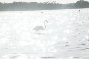 IMG 2472