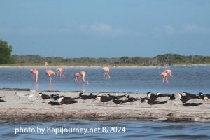 IMG 2477 (1)