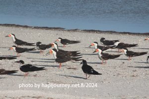 IMG 2478