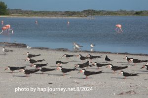 IMG 2479 (1)