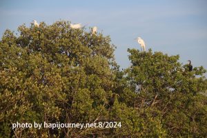 IMG 2499 (1)