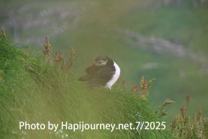 IMG 2894 (1)