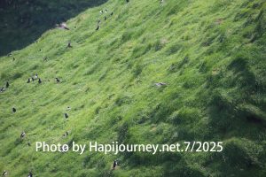IMG 2932 (1)
