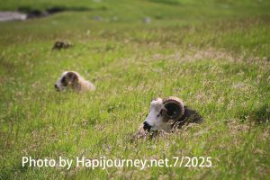 IMG 2950 (1)