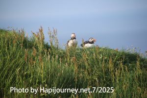 IMG 2953 (1)