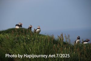 IMG 2954 (1)