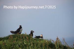 IMG 2955 (1)