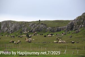 IMG 2965 (1)